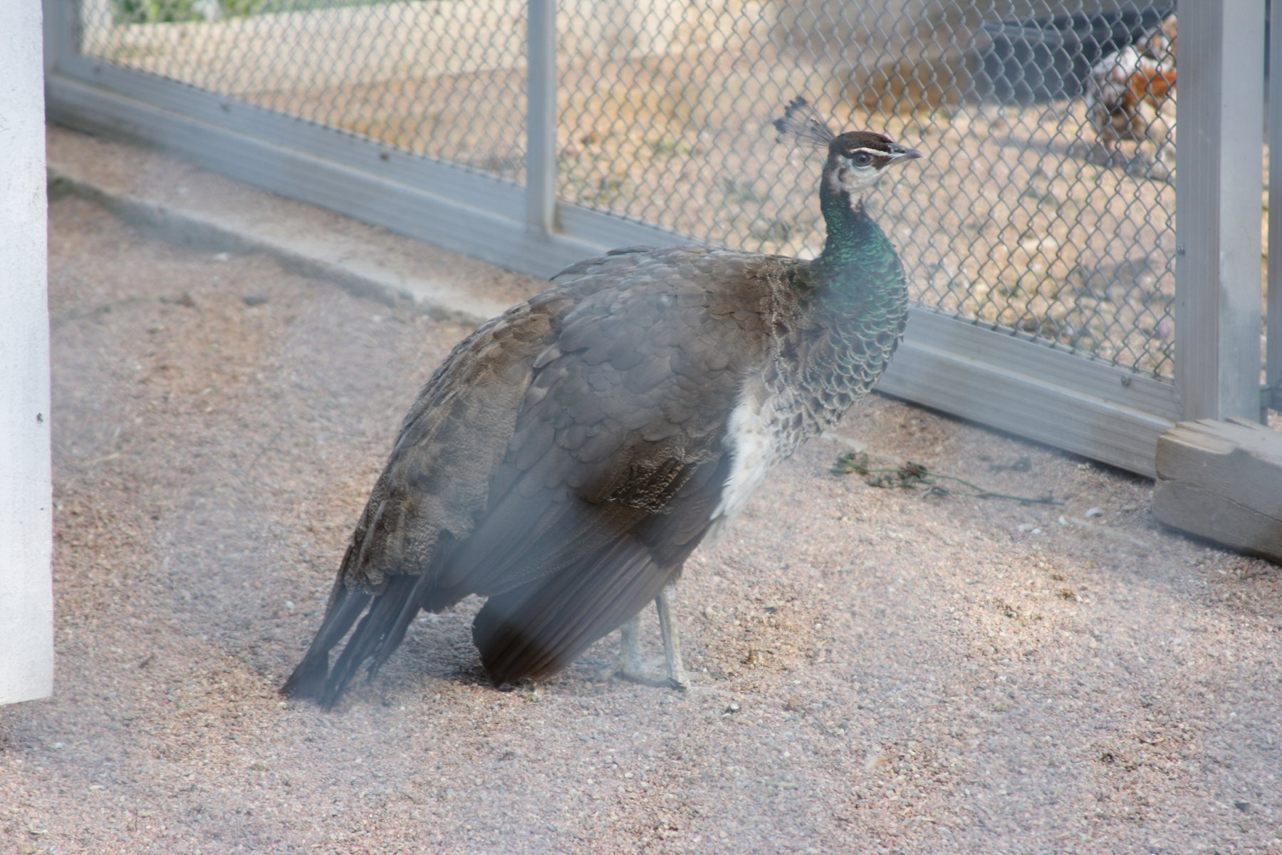 IMG_0964